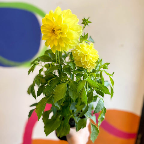Dahlia 'Dalina Maxi Sonora (P)' - British Grown - Sprouts of Bristol
