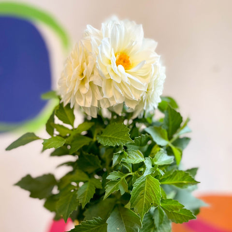 Dahlia 'Dalina Maxi White (P)' - British Grown - Sprouts of Bristol