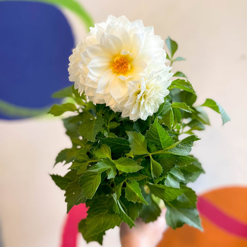 Dahlia 'Dalina Maxi White (P)' - British Grown - Sprouts of Bristol