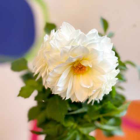 Dahlia 'Dalina Maxi White (P)' - British Grown - Sprouts of Bristol