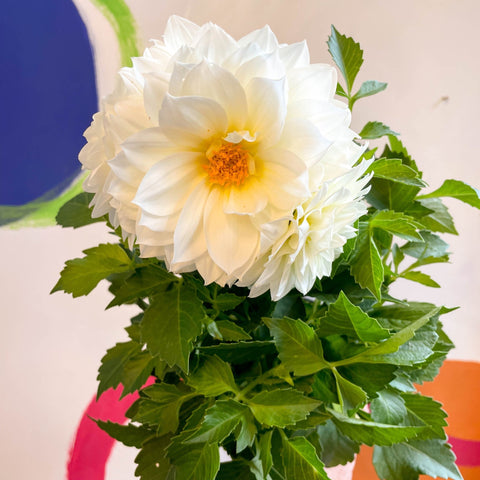 Dahlia 'Dalina Maxi White (P)' - British Grown - Sprouts of Bristol