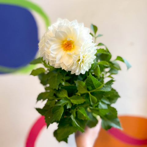 Dahlia 'Dalina Maxi White (P)' - British Grown - Sprouts of Bristol