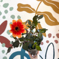 Dahlia 'Happy Days Bicolour' - Cotswold Grown Perennial - Sprouts of Bristol