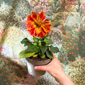 Dahlia - Mixed Colour - Sprouts of Bristol