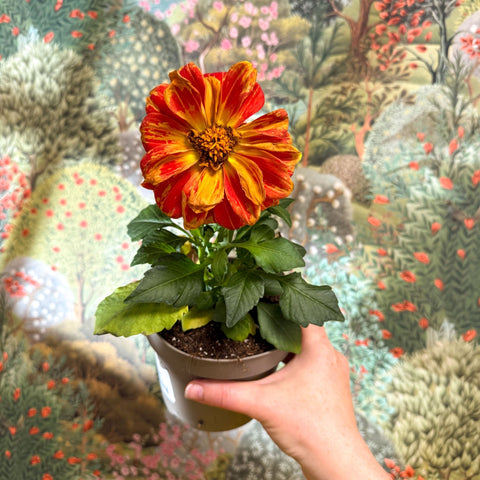 Dahlia - Mixed Colour - Sprouts of Bristol