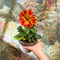 Dahlia - Mixed Colour - Sprouts of Bristol