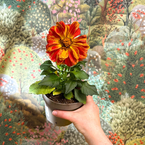 Dahlia - Mixed Colour - Sprouts of Bristol