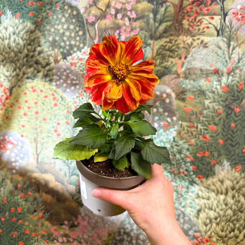 Dahlia - Mixed Colour - Sprouts of Bristol