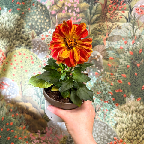 Dahlia - Mixed Colour - Sprouts of Bristol