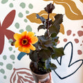Dahlia 'Moonfire' - Cotswold Grown Perennial - Sprouts of Bristol