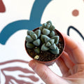 Delosperma lehmannii - Ice Plant - Sprouts of Bristol
