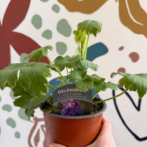 Delphinium elatum 'Magic Fountains Dark Blue with Black Bee' [British Grown Herbaceous Perennial] - Sprouts of Bristol
