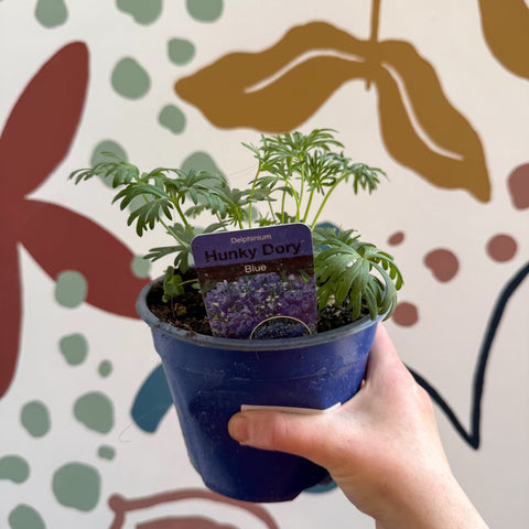 Delphinium grandiflorum 'Hunky Dory Blue' [British Grown Herbaceous Perennial] - Sprouts of Bristol