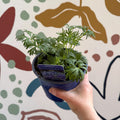 Delphinium grandiflorum 'Hunky Dory Blue' [British Grown Herbaceous Perennial] - Sprouts of Bristol