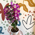 Dendrobium nobile 'Bouquet Purple Rain' - Noble Orchid - Sprouts of Bristol