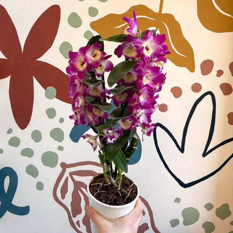 Dendrobium nobile 'Bouquet Purple Rain' - Noble Orchid - Sprouts of Bristol
