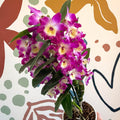 Dendrobium nobile 'Bouquet Purple Rain' - Noble Orchid - Sprouts of Bristol