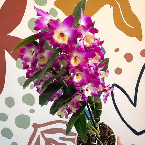 Dendrobium nobile 'Bouquet Purple Rain' - Noble Orchid - Sprouts of Bristol
