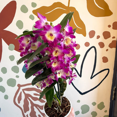 Dendrobium nobile 'Bouquet Purple Rain' - Noble Orchid - Sprouts of Bristol