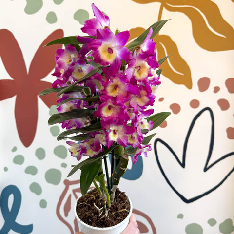 Dendrobium nobile 'Bouquet Purple Rain' - Noble Orchid - Sprouts of Bristol