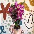 Dendrobium nobile 'Bouquet Purple Rain' - Noble Orchid - Sprouts of Bristol