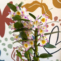 Dendrobium nobile 'Bright Eyes' - Noble Orchid - Sprouts of Bristol