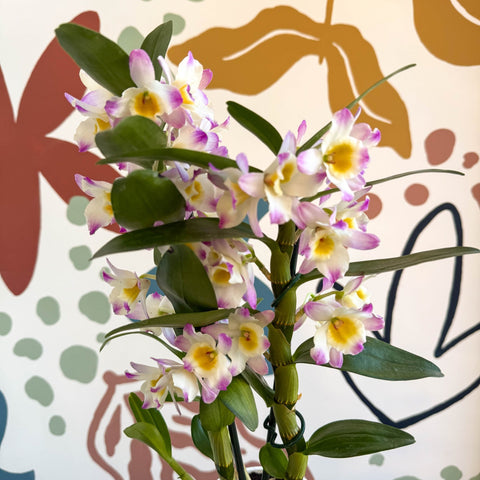 Dendrobium nobile 'Bright Eyes' - Noble Orchid - Sprouts of Bristol