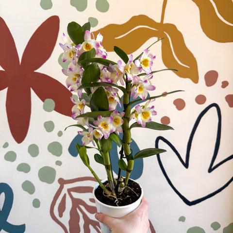 Dendrobium nobile 'Bright Eyes' - Noble Orchid - Sprouts of Bristol