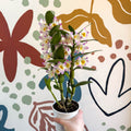 Dendrobium nobile 'Bright Eyes' - Noble Orchid - Sprouts of Bristol