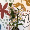 Dendrobium nobile 'Bright Eyes' - Noble Orchid - Sprouts of Bristol