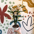 Dendrobium nobile 'Kumiko' - Noble Orchid - Sprouts of Bristol