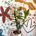 Dendrobium nobile 'Kumiko' - Noble Orchid - Sprouts of Bristol