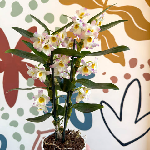 Dendrobium nobile 'Kumiko' - Noble Orchid - Sprouts of Bristol