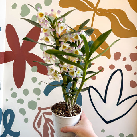 Dendrobium nobile 'Kumiko' - Noble Orchid - Sprouts of Bristol