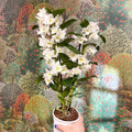 Dendrobium nobile - Noble Orchid - Sprouts of Bristol