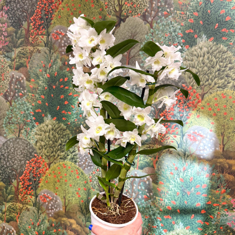 Dendrobium nobile - Noble Orchid - Sprouts of Bristol