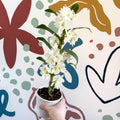 Dendrobium nobile 'Spring Dream Star Class Apollon' - White Noble Orchid - Sprouts of Bristol