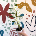 Dendrobium nobile 'Spring Dream Star Class Apollon' - White Noble Orchid - Sprouts of Bristol