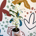 Dendrobium nobile 'Spring Dream Star Class Apollon' - White Noble Orchid - Sprouts of Bristol