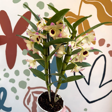 Dendrobium nobile 'Sunny Eyes' - Noble Orchid - Sprouts of Bristol