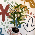 Dendrobium nobile 'Sunny Eyes' - Noble Orchid - Sprouts of Bristol