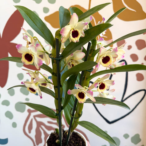 Dendrobium nobile 'Sunny Eyes' - Noble Orchid - Sprouts of Bristol
