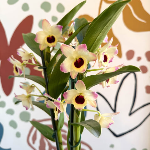 Dendrobium nobile 'Sunny Eyes' - Noble Orchid - Sprouts of Bristol