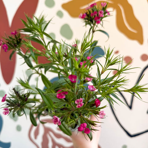 Dianthus barbatus - Sweet William - British Grown Herbaceous Perennial - Sprouts of Bristol