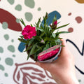 Dianthus 'Oscar Neon Pink' - Pot Carnations [British Grown] - Sprouts of Bristol