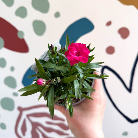 Dianthus 'Oscar Neon Pink' - Pot Carnations [British Grown] - Sprouts of Bristol
