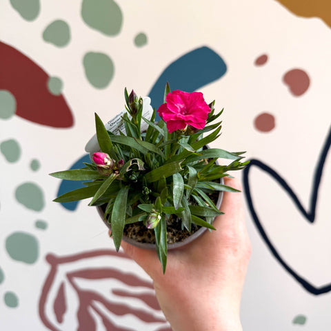Dianthus 'Oscar Neon Pink' - Pot Carnations [British Grown] - Sprouts of Bristol