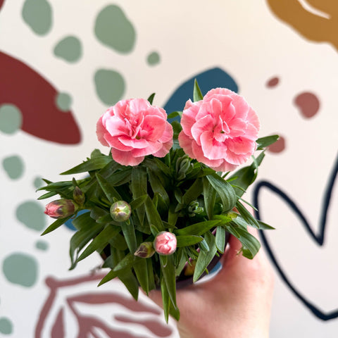 Dianthus 'Oscar Pink' - Pot Carnations [British Grown] - Sprouts of Bristol