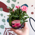 Dianthus 'Oscar Pink' - Pot Carnations [British Grown] - Sprouts of Bristol