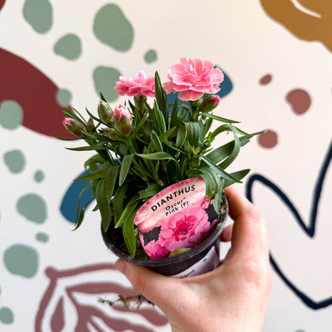 Dianthus 'Oscar Pink' - Pot Carnations [British Grown] - Sprouts of Bristol
